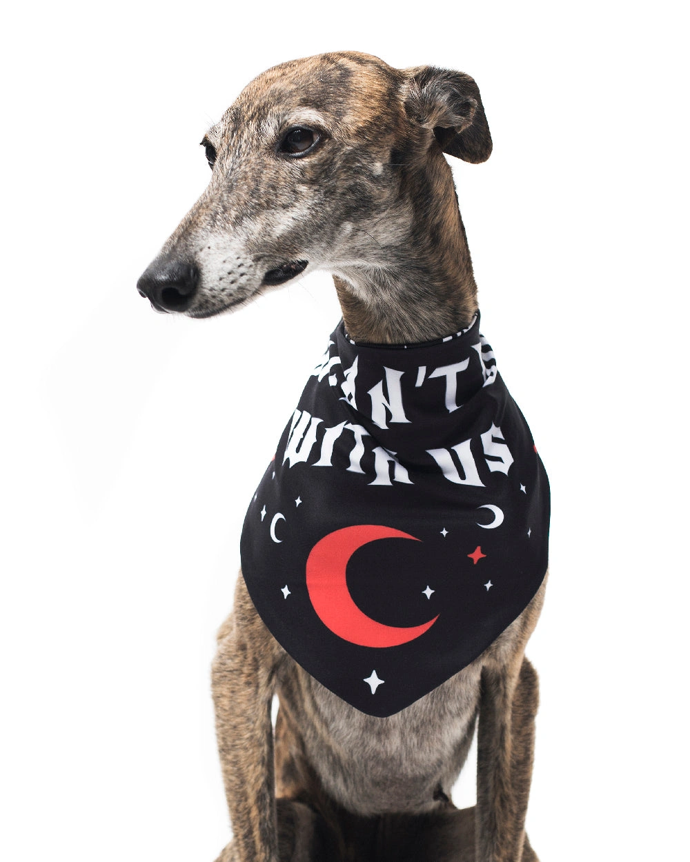 No Diggity, No Doubt: Cool Pet Bandana for Dogs & Cats!
